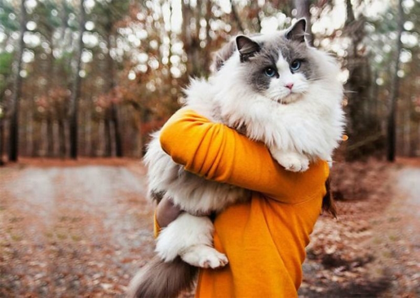 En este post, el hogar de la más suave y esponjosa de los gatos en el mundo