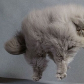 En este post, el hogar de la más suave y esponjosa de los gatos en el mundo