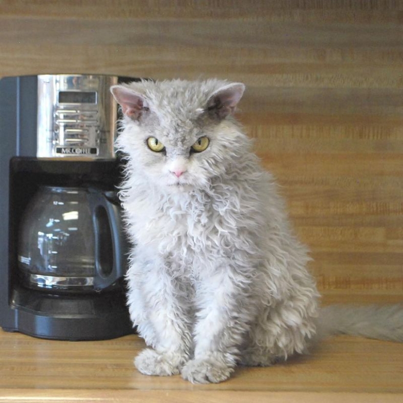 En este post, el hogar de la más suave y esponjosa de los gatos en el mundo