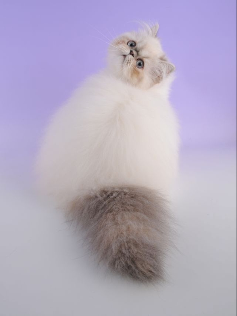 En este post, el hogar de la más suave y esponjosa de los gatos en el mundo