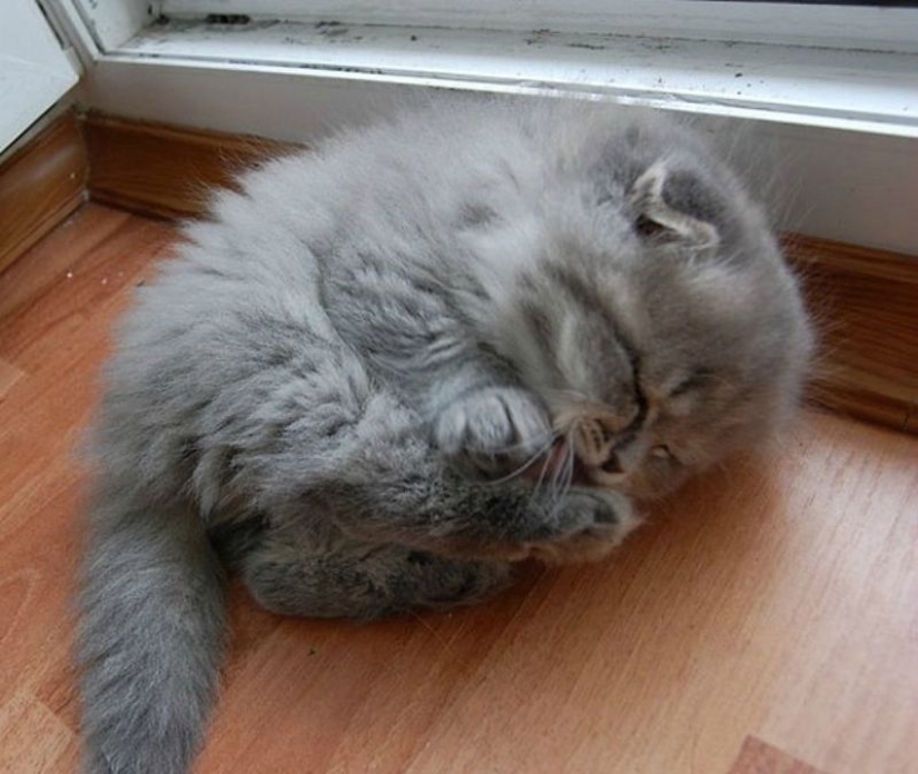 En este post, el hogar de la más suave y esponjosa de los gatos en el mundo