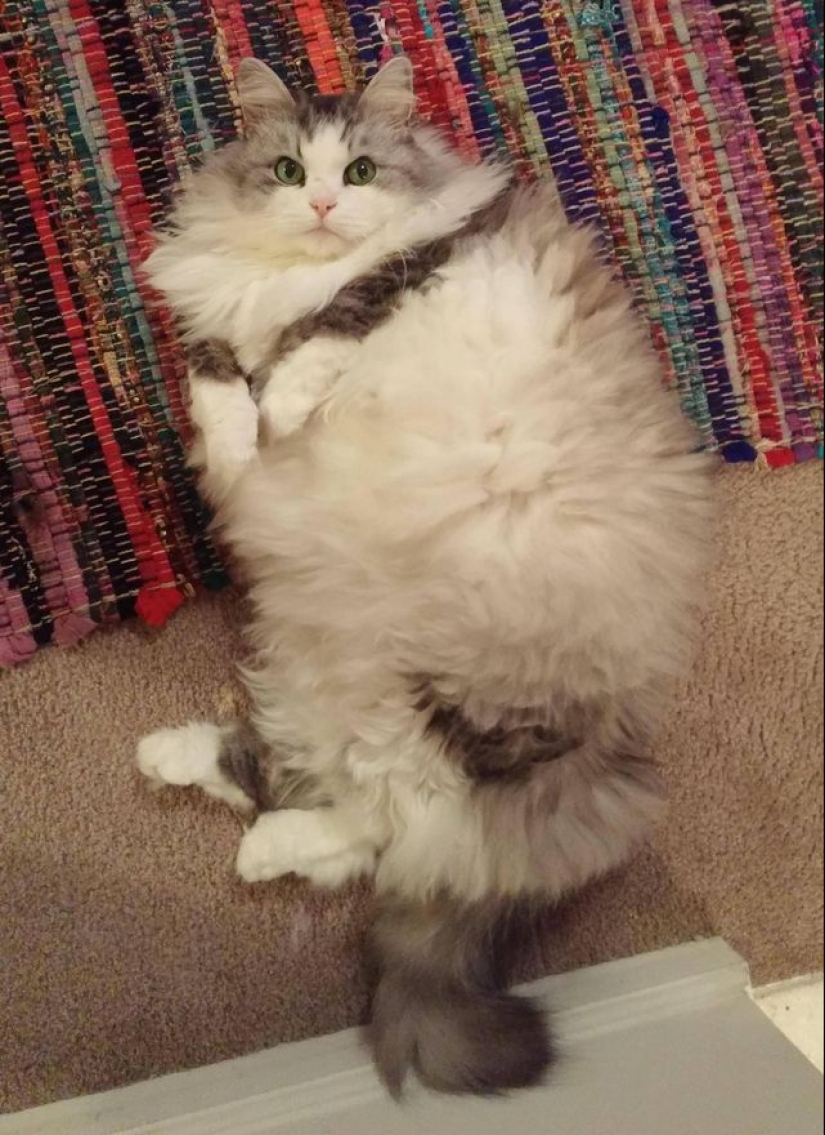 En este post, el hogar de la más suave y esponjosa de los gatos en el mundo