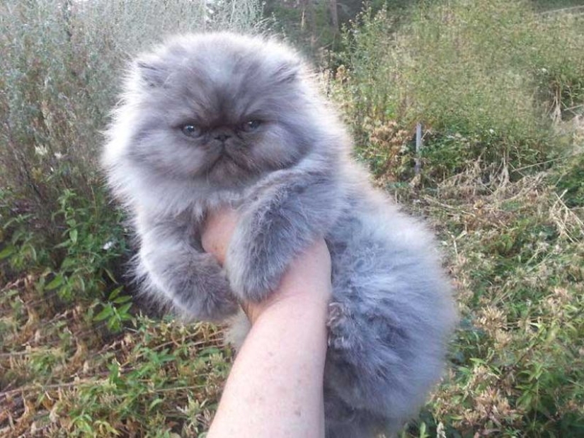 En este post, el hogar de la más suave y esponjosa de los gatos en el mundo