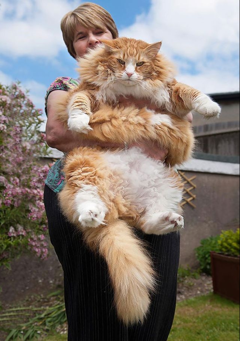 En este post, el hogar de la más suave y esponjosa de los gatos en el mundo