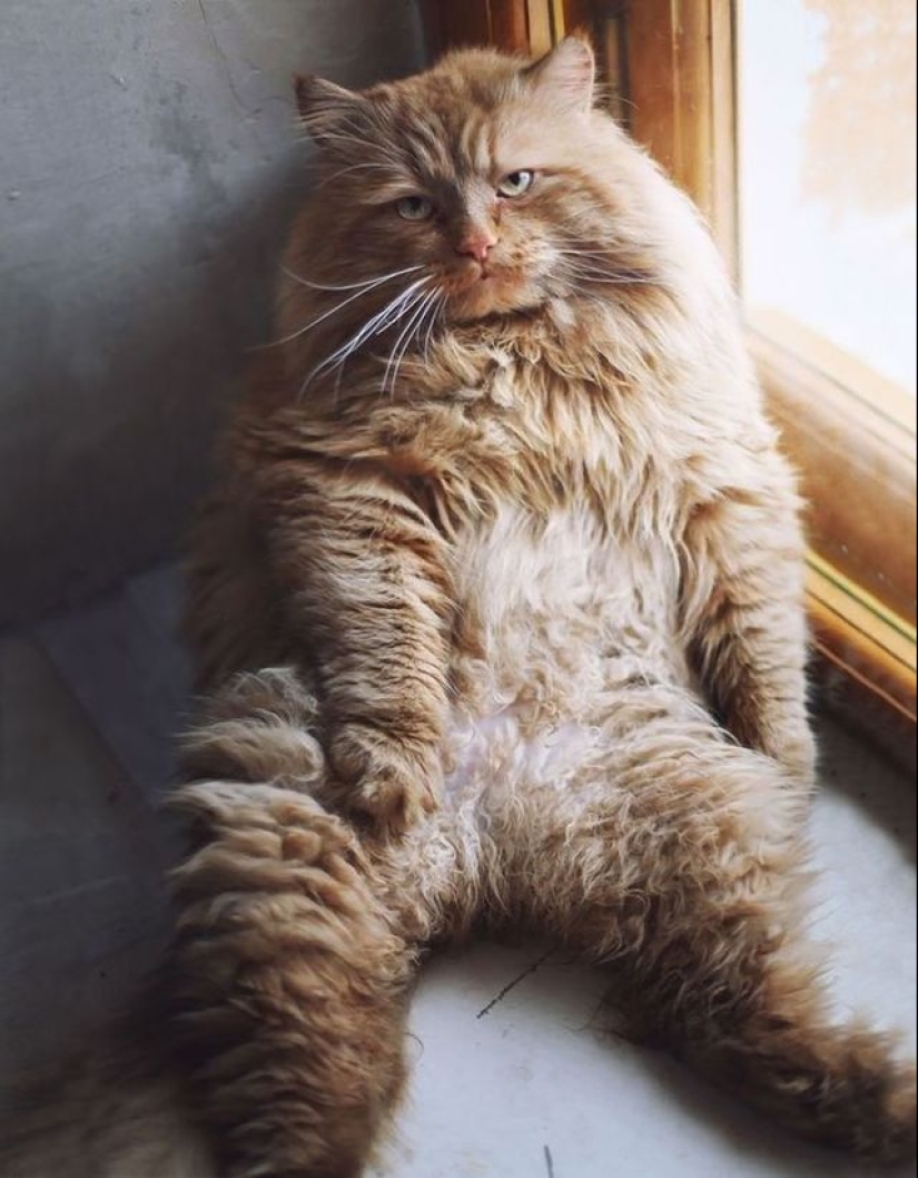 En este post, el hogar de la más suave y esponjosa de los gatos en el mundo