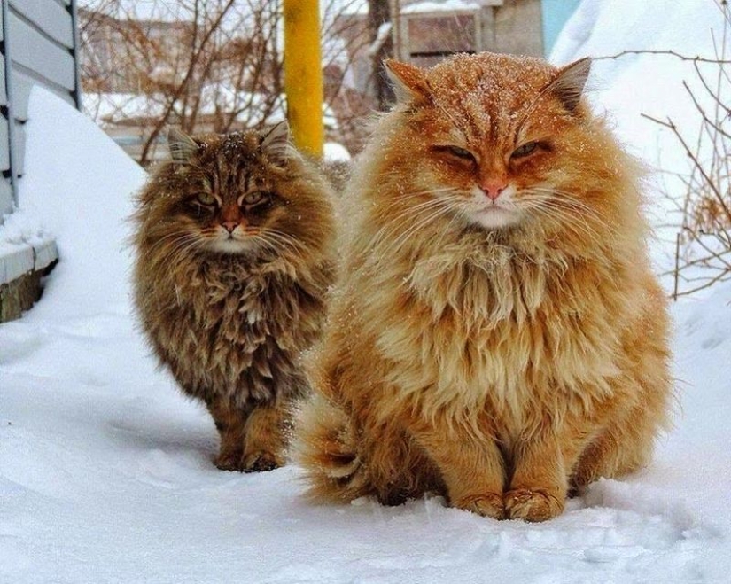 En este post, el hogar de la más suave y esponjosa de los gatos en el mundo