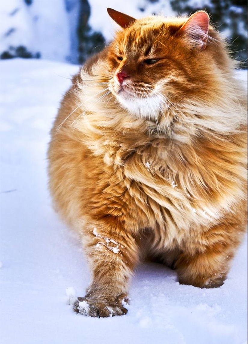 En este post, el hogar de la más suave y esponjosa de los gatos en el mundo