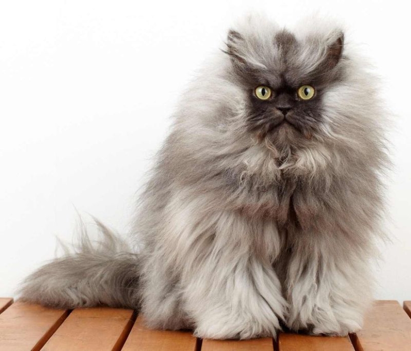 En este post, el hogar de la más suave y esponjosa de los gatos en el mundo