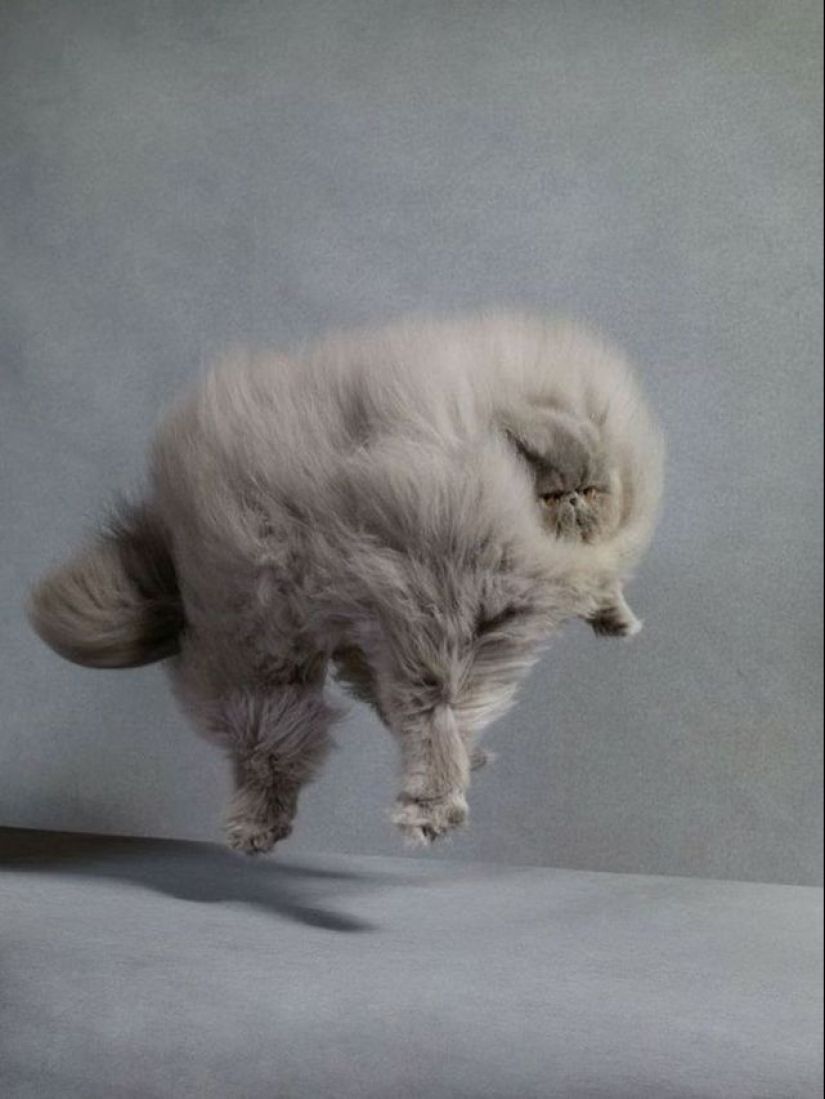 En este post, el hogar de la más suave y esponjosa de los gatos en el mundo