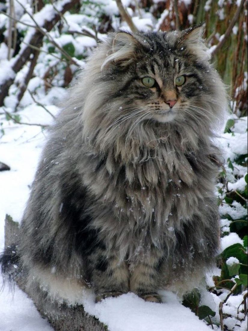 En este post, el hogar de la más suave y esponjosa de los gatos en el mundo