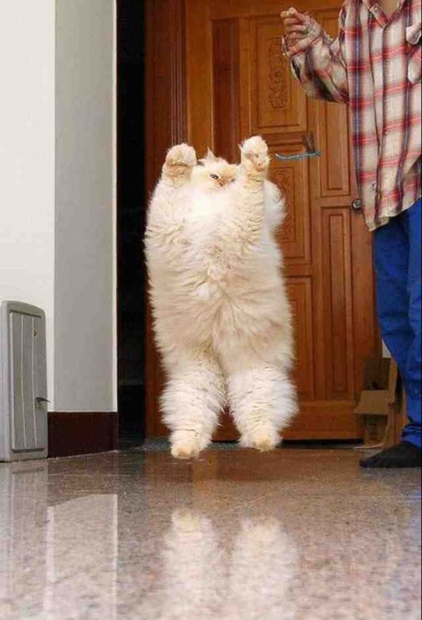 En este post, el hogar de la más suave y esponjosa de los gatos en el mundo