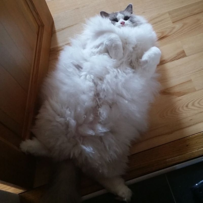 En este post, el hogar de la más suave y esponjosa de los gatos en el mundo