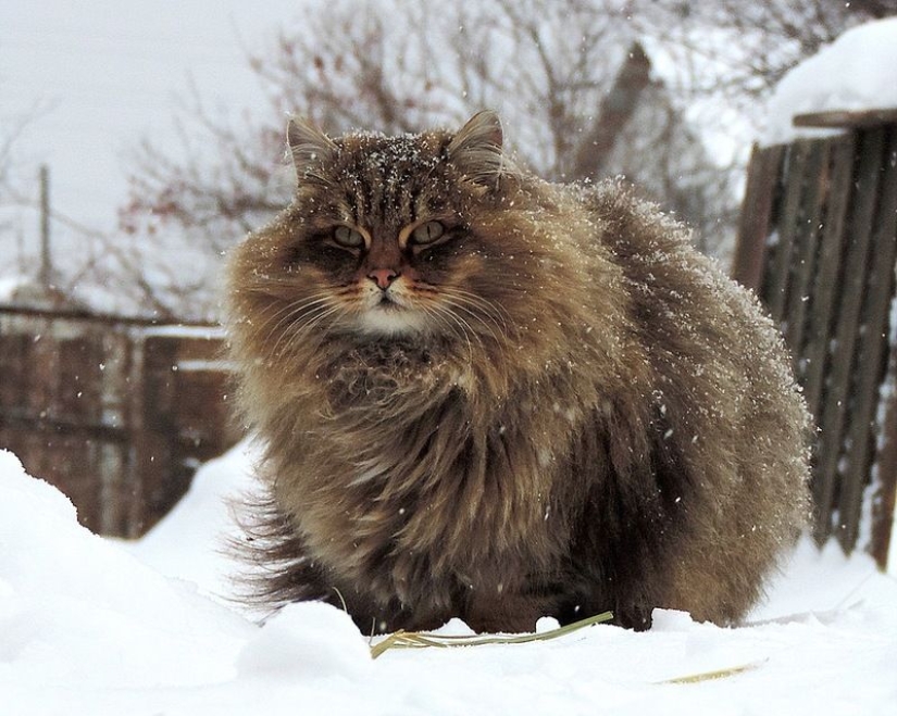 En este post, el hogar de la más suave y esponjosa de los gatos en el mundo