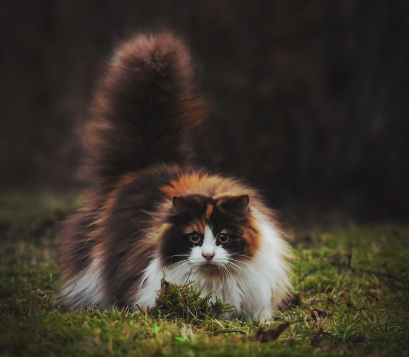 En este post, el hogar de la más suave y esponjosa de los gatos en el mundo