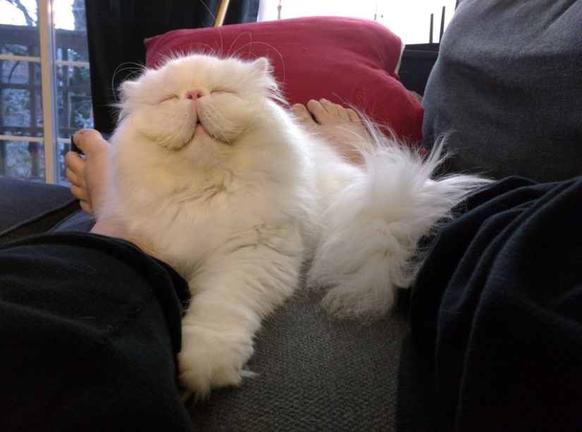 En este post, el hogar de la más suave y esponjosa de los gatos en el mundo