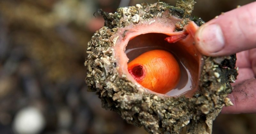 En los mercados de pescado de Chile, puedes comprar un manjar — piedras vivas En los mercados de pescado de Chile, puedes comprar un manjar — piedras vivas