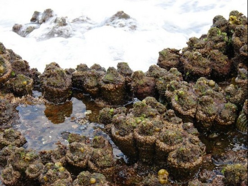 En los mercados de pescado de Chile, puedes comprar un manjar — piedras vivas En los mercados de pescado de Chile, puedes comprar un manjar — piedras vivas
