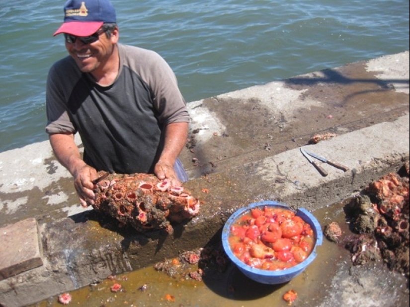 En los mercados de pescado de Chile, puedes comprar un manjar — piedras vivas En los mercados de pescado de Chile, puedes comprar un manjar — piedras vivas