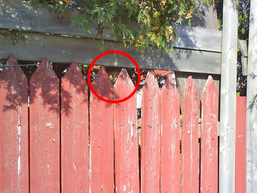 Encontrar el gato: astuto barbas a rayas, que son imposibles de encontrar en la foto