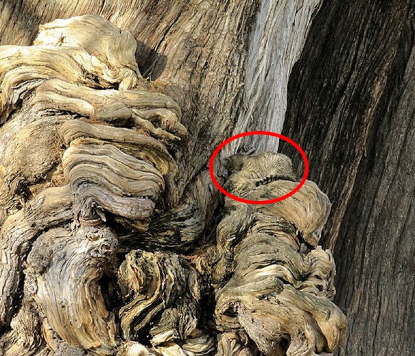 Encontrar el gato: astuto barbas a rayas, que son imposibles de encontrar en la foto