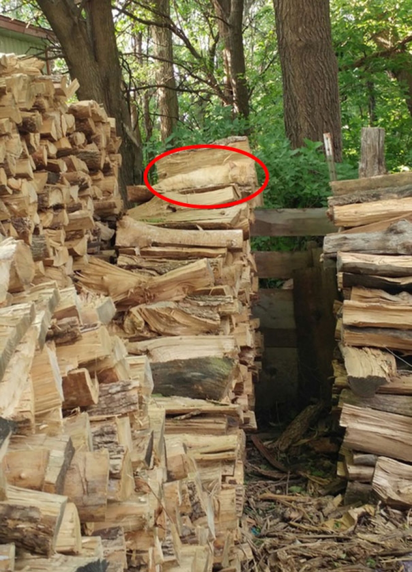 Encontrar el gato: astuto barbas a rayas, que son imposibles de encontrar en la foto