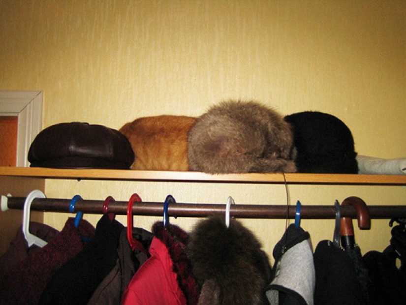 Encontrar el gato: astuto barbas a rayas, que son imposibles de encontrar en la foto