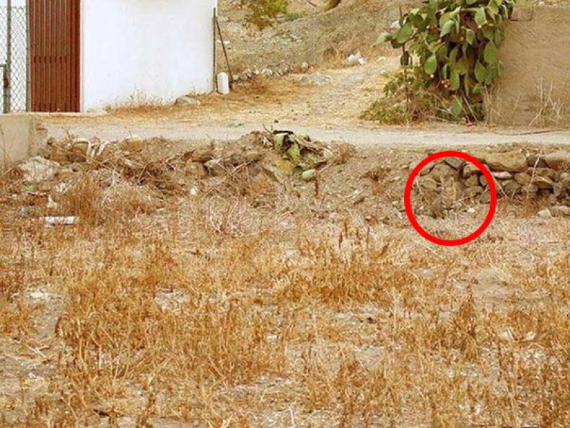 Encontrar el gato: astuto barbas a rayas, que son imposibles de encontrar en la foto