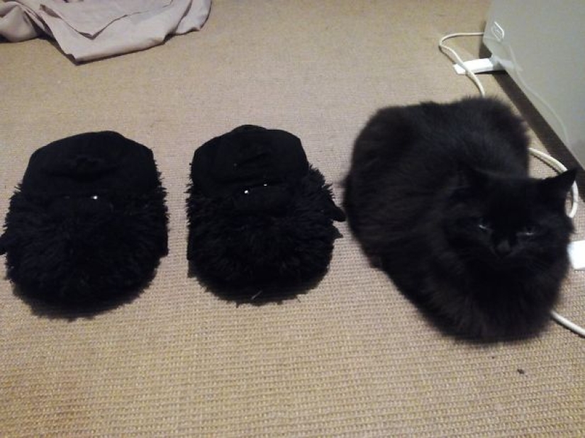 Encontrar el gato: astuto barbas a rayas, que son imposibles de encontrar en la foto