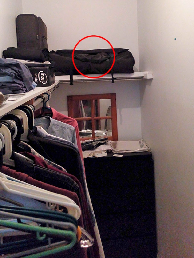 Encontrar el gato: astuto barbas a rayas, que son imposibles de encontrar en la foto