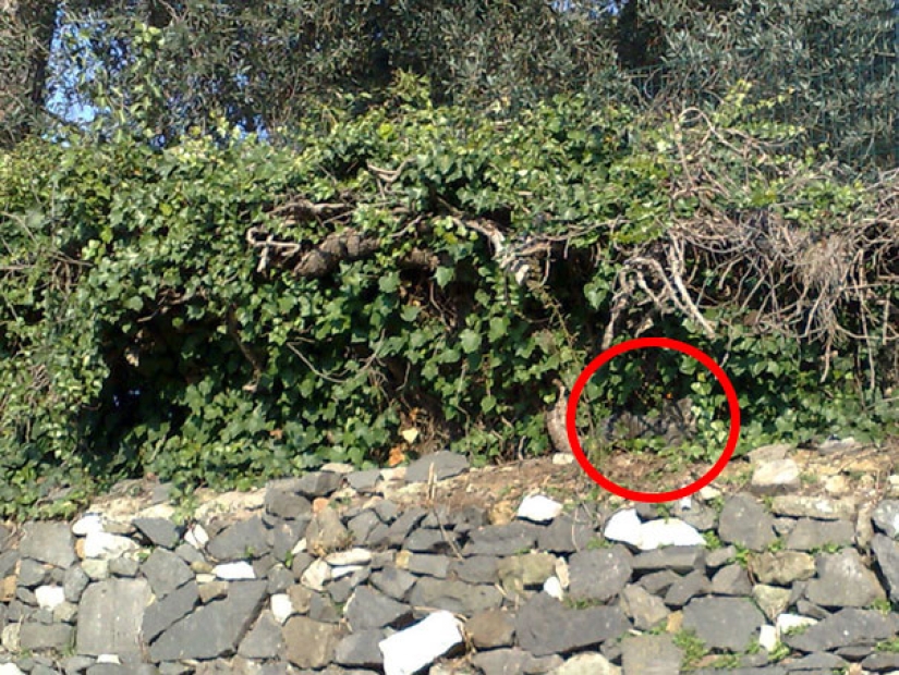 Encontrar el gato: astuto barbas a rayas, que son imposibles de encontrar en la foto