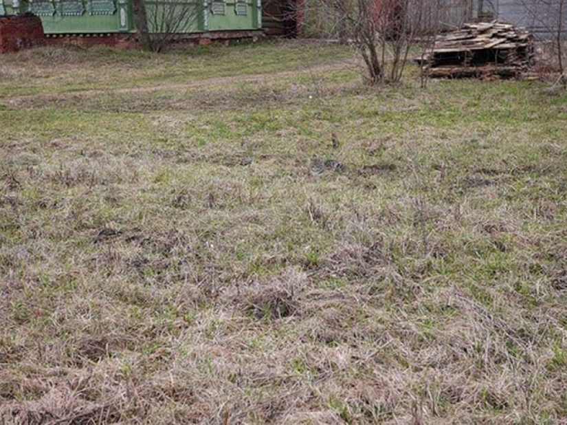 Encontrar el gato: astuto barbas a rayas, que son imposibles de encontrar en la foto