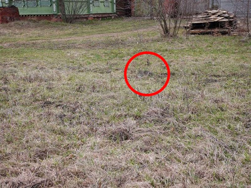 Encontrar el gato: astuto barbas a rayas, que son imposibles de encontrar en la foto