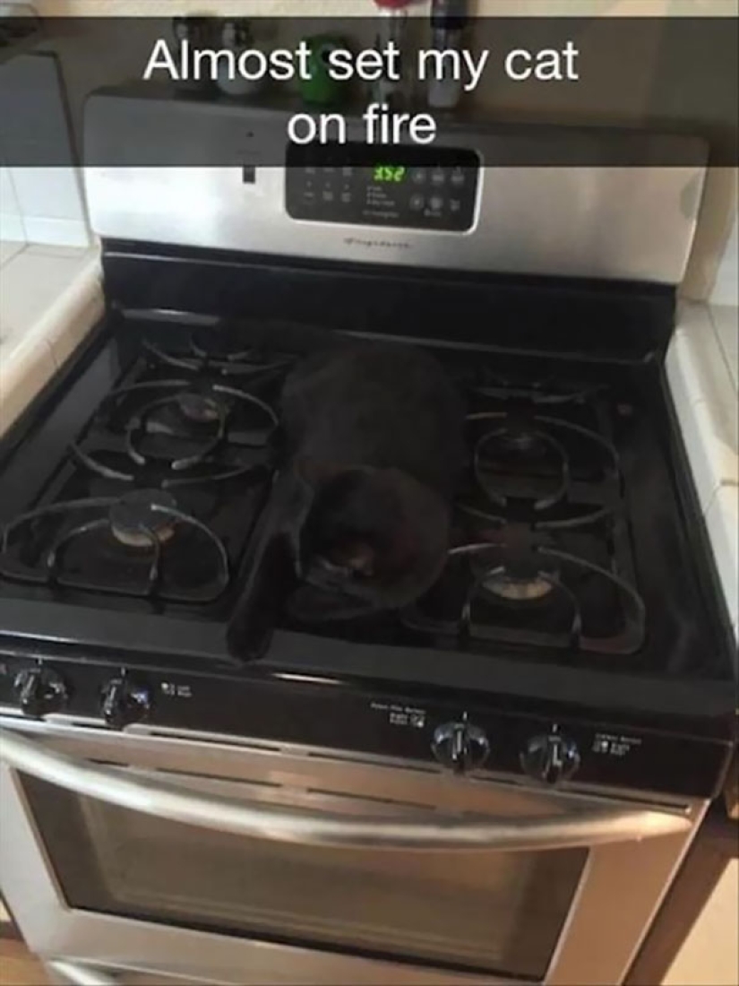 Encontrar el gato: astuto barbas a rayas, que son imposibles de encontrar en la foto