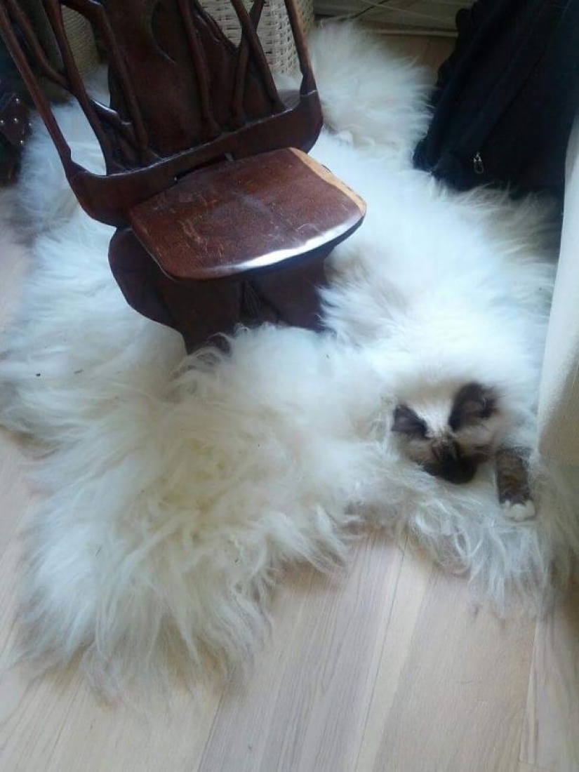 Encontrar el gato: astuto barbas a rayas, que son imposibles de encontrar en la foto