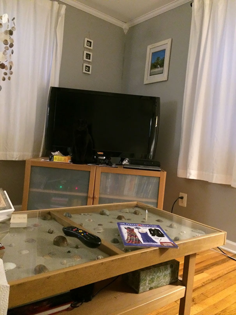 Encontrar el gato: astuto barbas a rayas, que son imposibles de encontrar en la foto