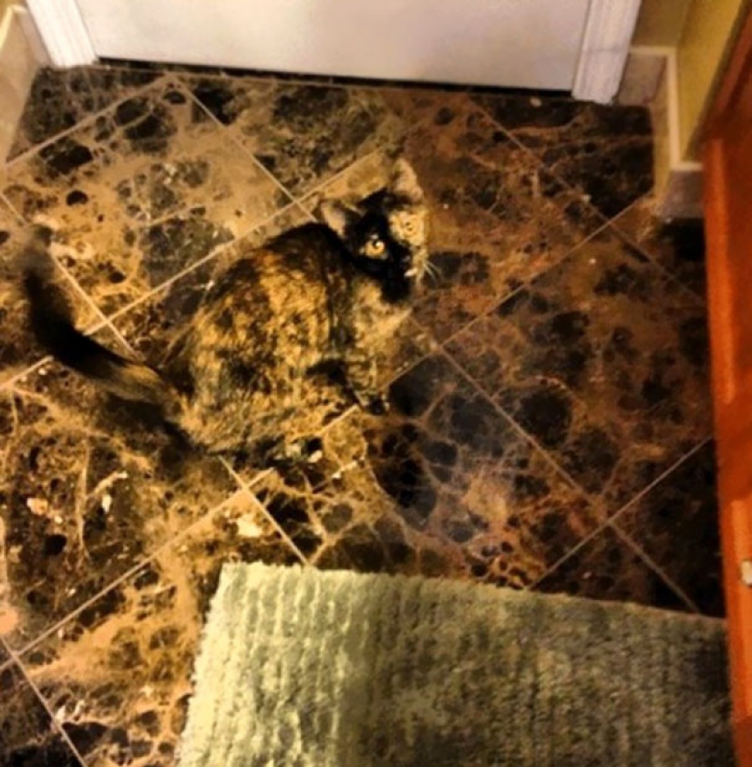 Encontrar el gato: astuto barbas a rayas, que son imposibles de encontrar en la foto