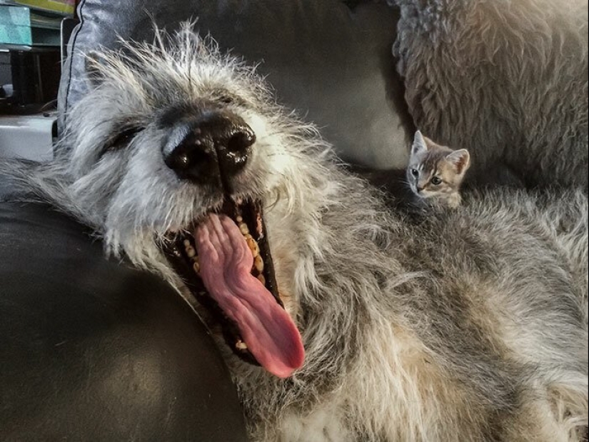 Enorme, divertido, amable: 45 perros lobo irlandeses que impresionarán con su tamaño