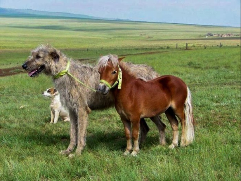 Enorme, divertido, amable: 45 perros lobo irlandeses que impresionarán con su tamaño