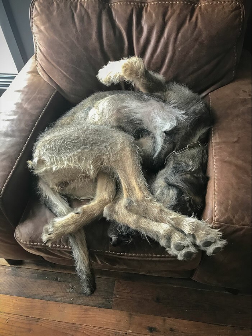 Enorme, divertido, amable: 45 perros lobo irlandeses que impresionarán con su tamaño