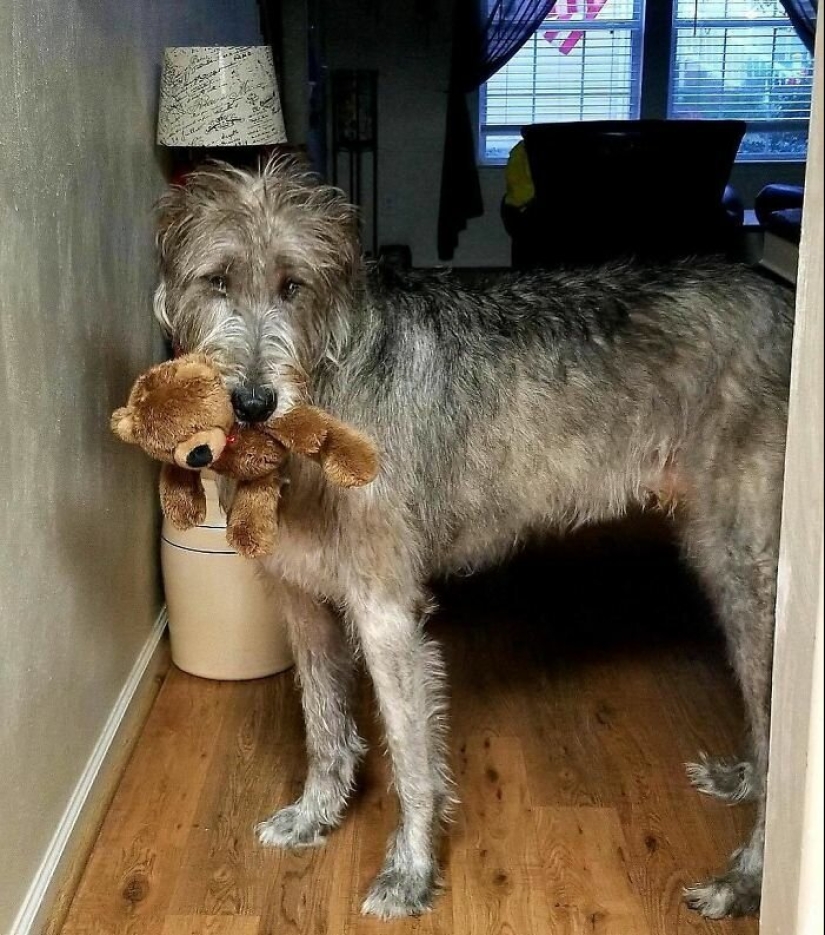 Enorme, divertido, amable: 45 perros lobo irlandeses que impresionarán con su tamaño