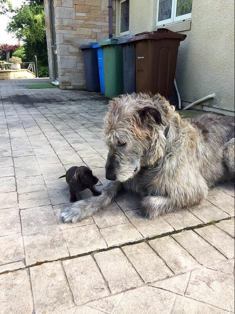 Enorme, divertido, amable: 45 perros lobo irlandeses que impresionarán con su tamaño