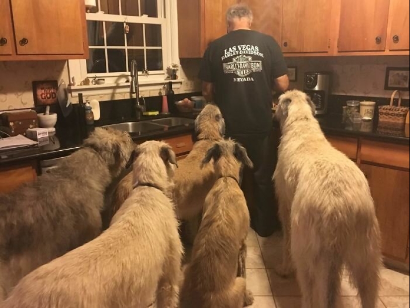 Enorme, divertido, amable: 45 perros lobo irlandeses que impresionarán con su tamaño