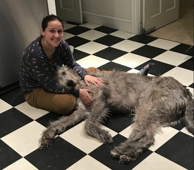 Enorme, divertido, amable: 45 perros lobo irlandeses que impresionarán con su tamaño