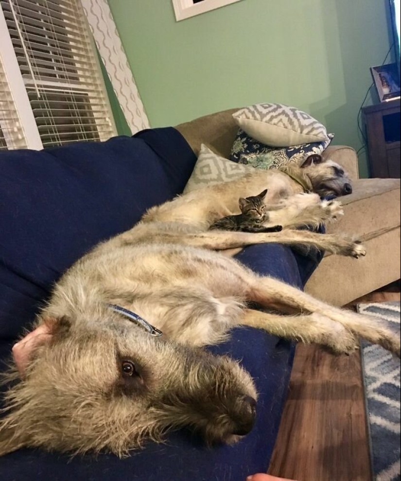 Enorme, divertido, amable: 45 perros lobo irlandeses que impresionarán con su tamaño