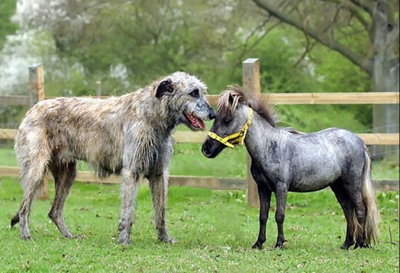 Enorme, divertido, amable: 45 perros lobo irlandeses que impresionarán con su tamaño