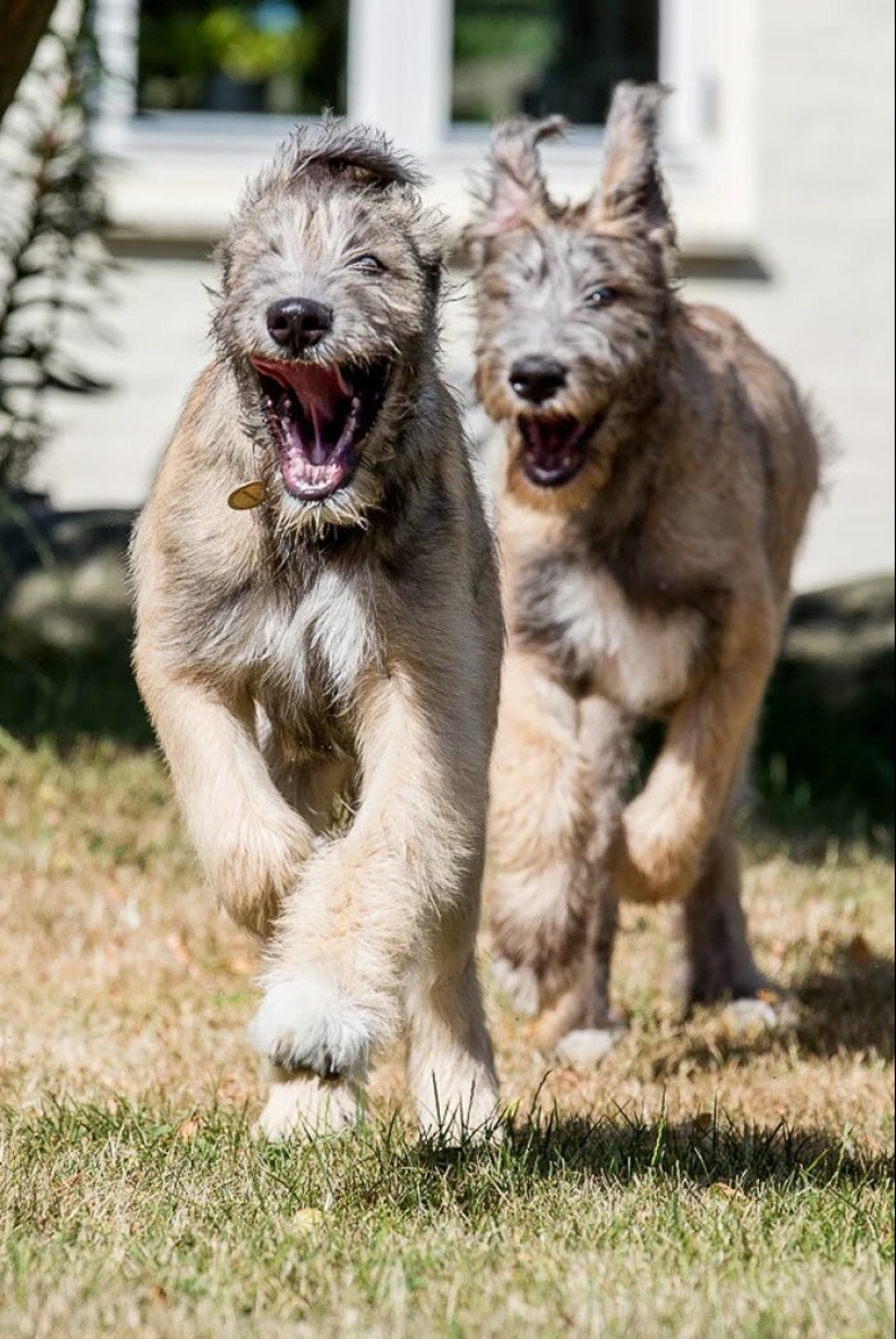 Enorme, divertido, amable: 45 perros lobo irlandeses que impresionarán con su tamaño