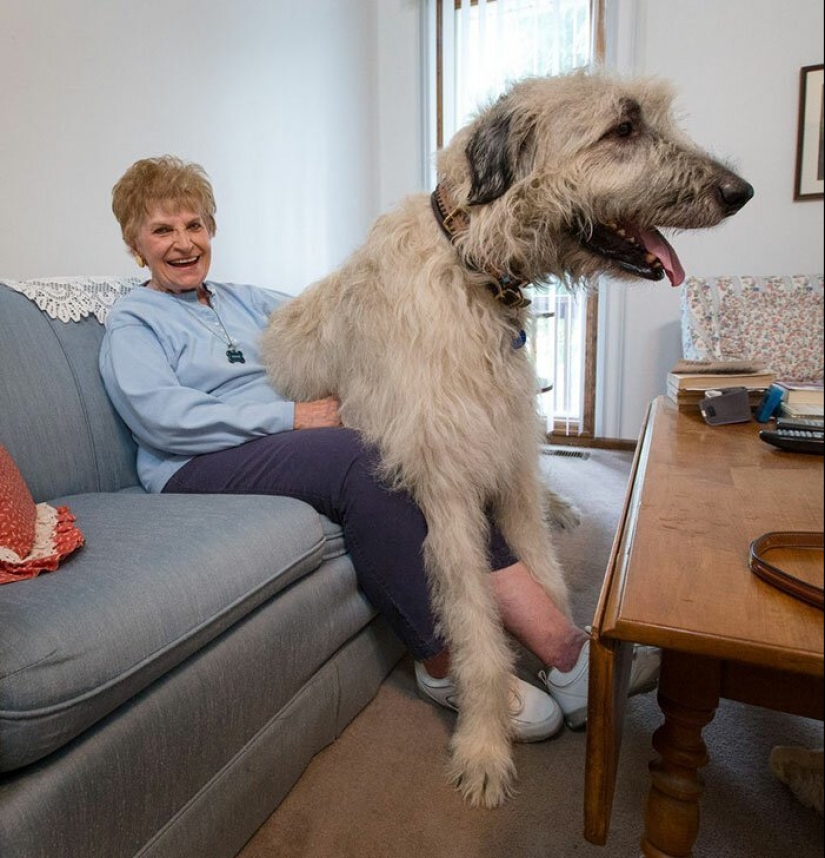 Enorme, divertido, amable: 45 perros lobo irlandeses que impresionarán con su tamaño