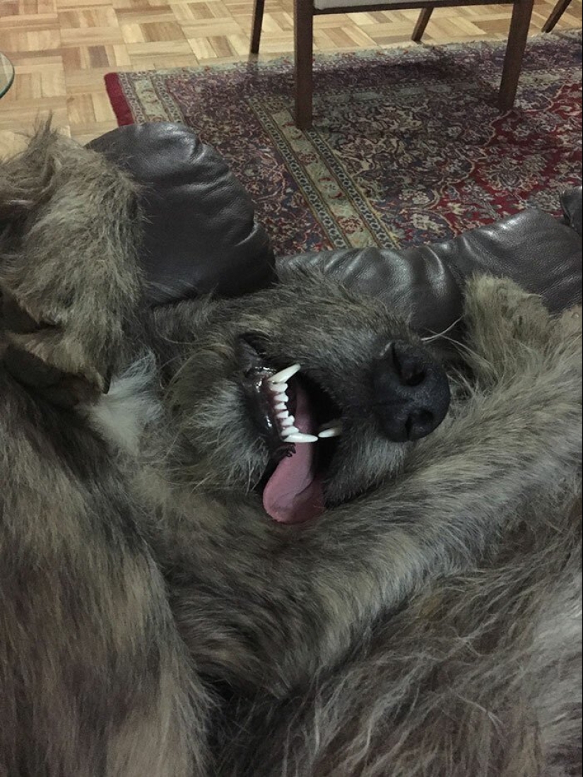 Enorme, divertido, amable: 45 perros lobo irlandeses que impresionarán con su tamaño