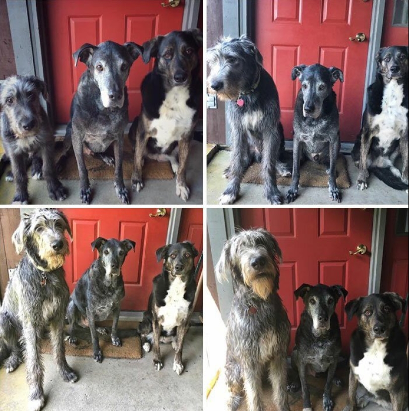 Enorme, divertido, amable: 45 perros lobo irlandeses que impresionarán con su tamaño