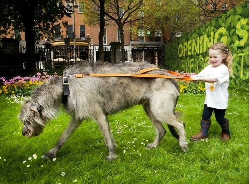Enorme, divertido, amable: 45 perros lobo irlandeses que impresionarán con su tamaño